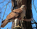 Adult; John Heinz NWR, Tinicum, Pennsylvania