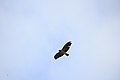 Adult; Lancaster, California