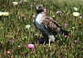 Immature; San Francisco, California