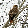 Adult; Chalco Hills Recreation Area, Nebraska