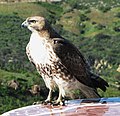 Immature; Santiago Oaks Park, Orange, California