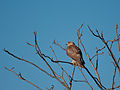 Immature; Urbana, Illinois