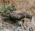 Immature eating prey; Half Moon Bay, California
