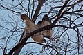 Adult; Urbana, Illinois