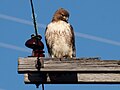Immature; Livingston County, Kentucky