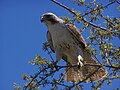 Immature; Schertz, Texas