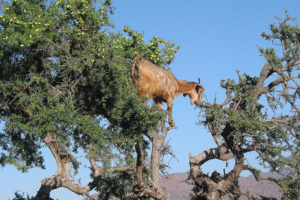 Goat in tree