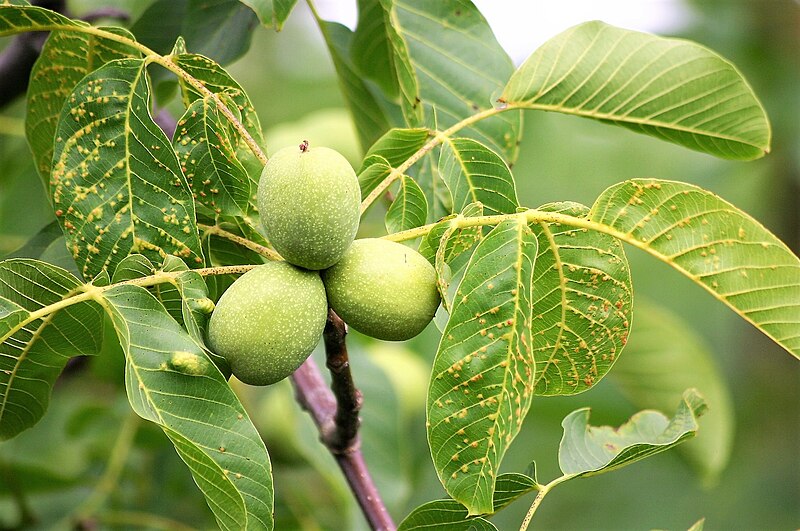 File:Walnut-tree -.jpg