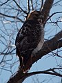 Adult; Urbana, Illinois