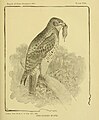 From Birds of Indiana, 1898